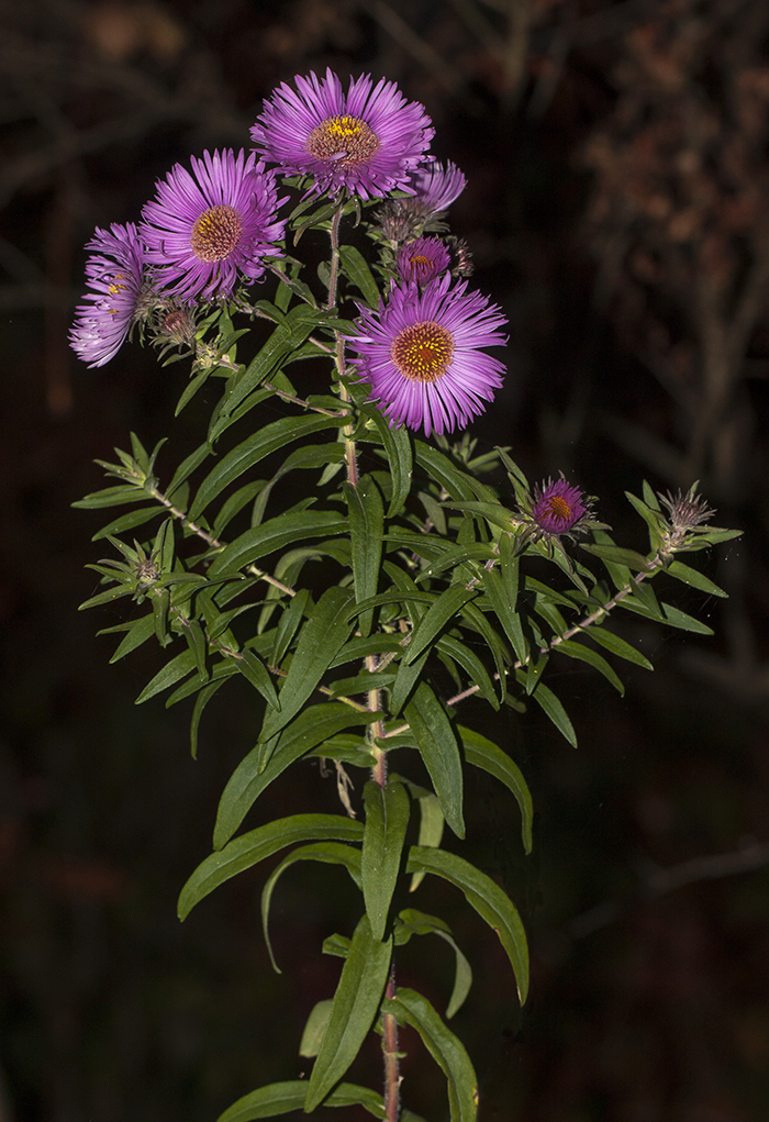 Image of Symphyotrichum novae-angliae specimen.