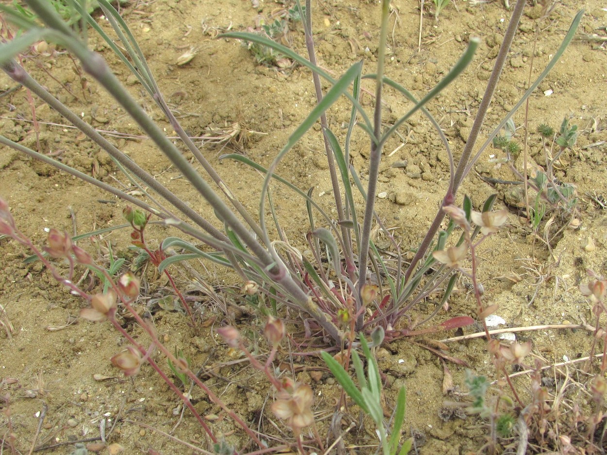 Image of Silene cyri specimen.