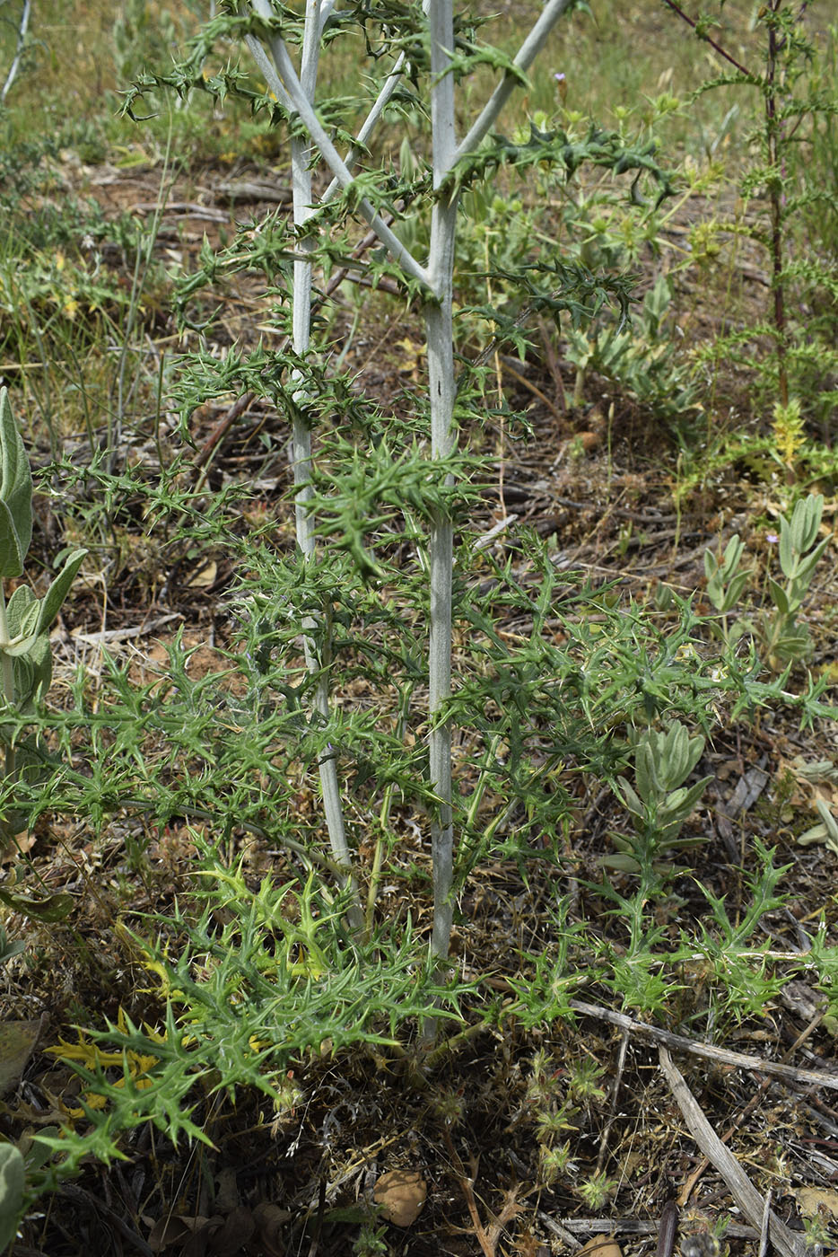 Изображение особи Echinops ritro.