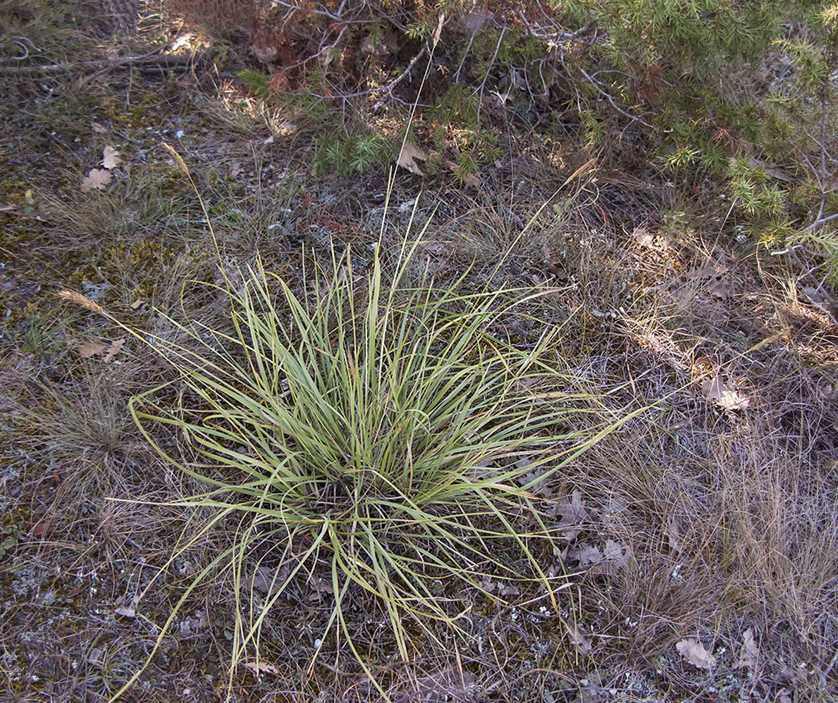 Image of Sesleria alba specimen.