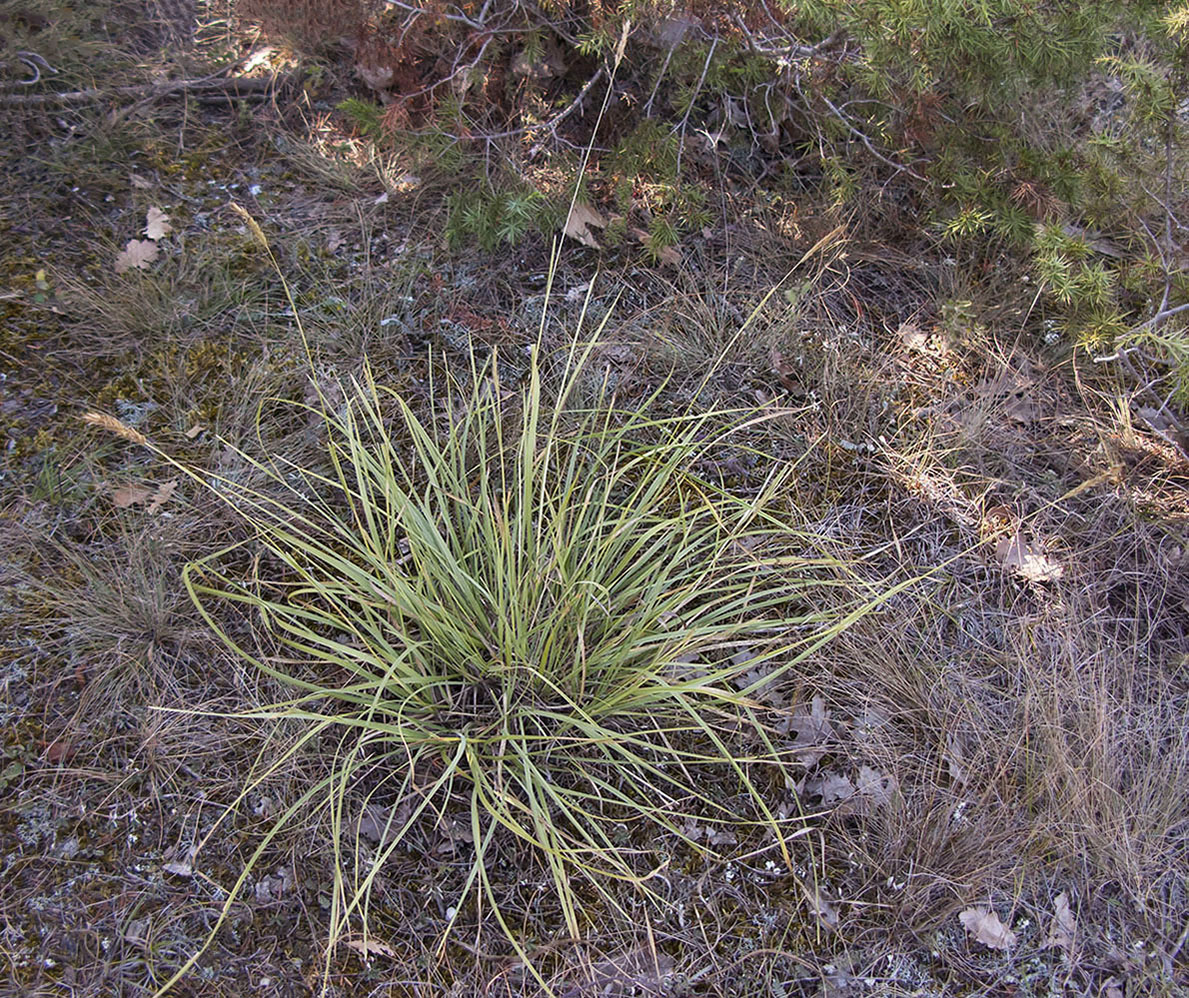 Изображение особи Sesleria alba.