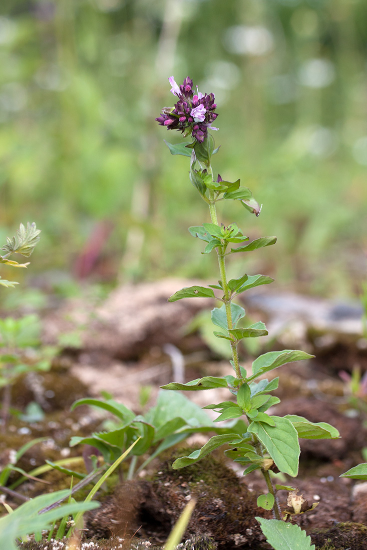 Изображение особи Origanum vulgare.