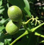 Juglans regia. Незрелые плоды. Украина, г. Киев, Южная Борщаговка, просп. Королёва. 10 июня 2010 г.