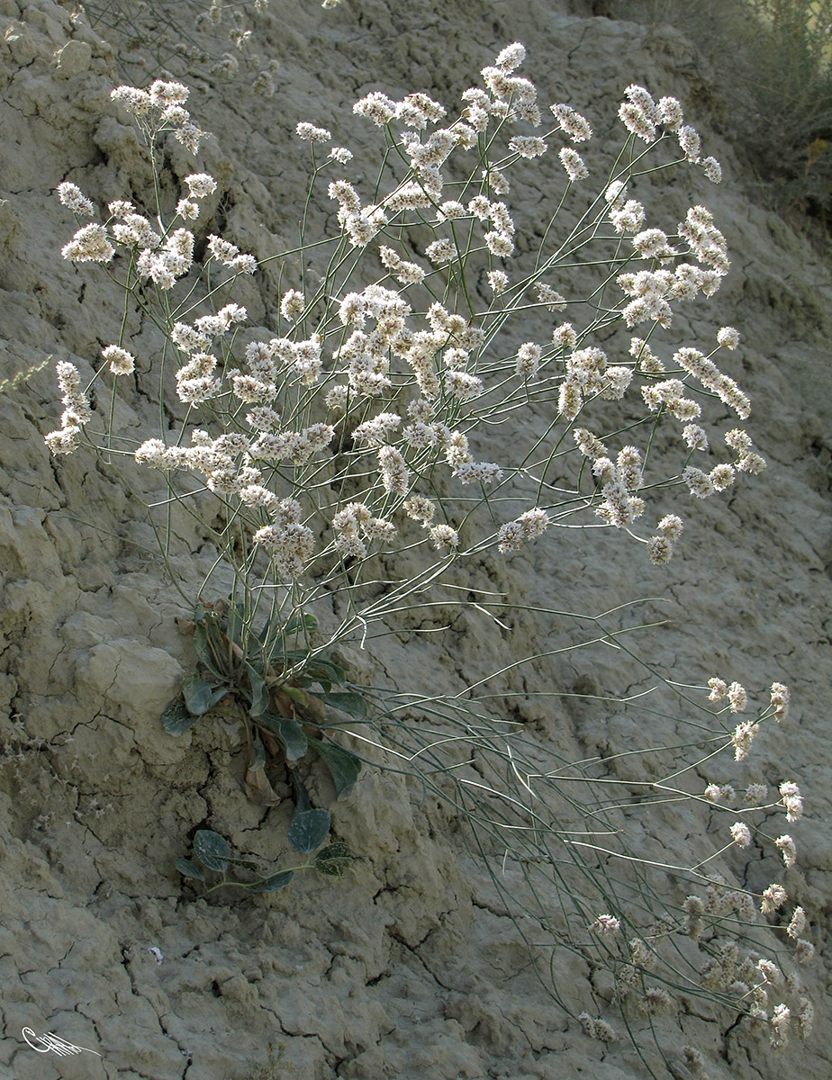 Изображение особи Limonium dichroanthum.