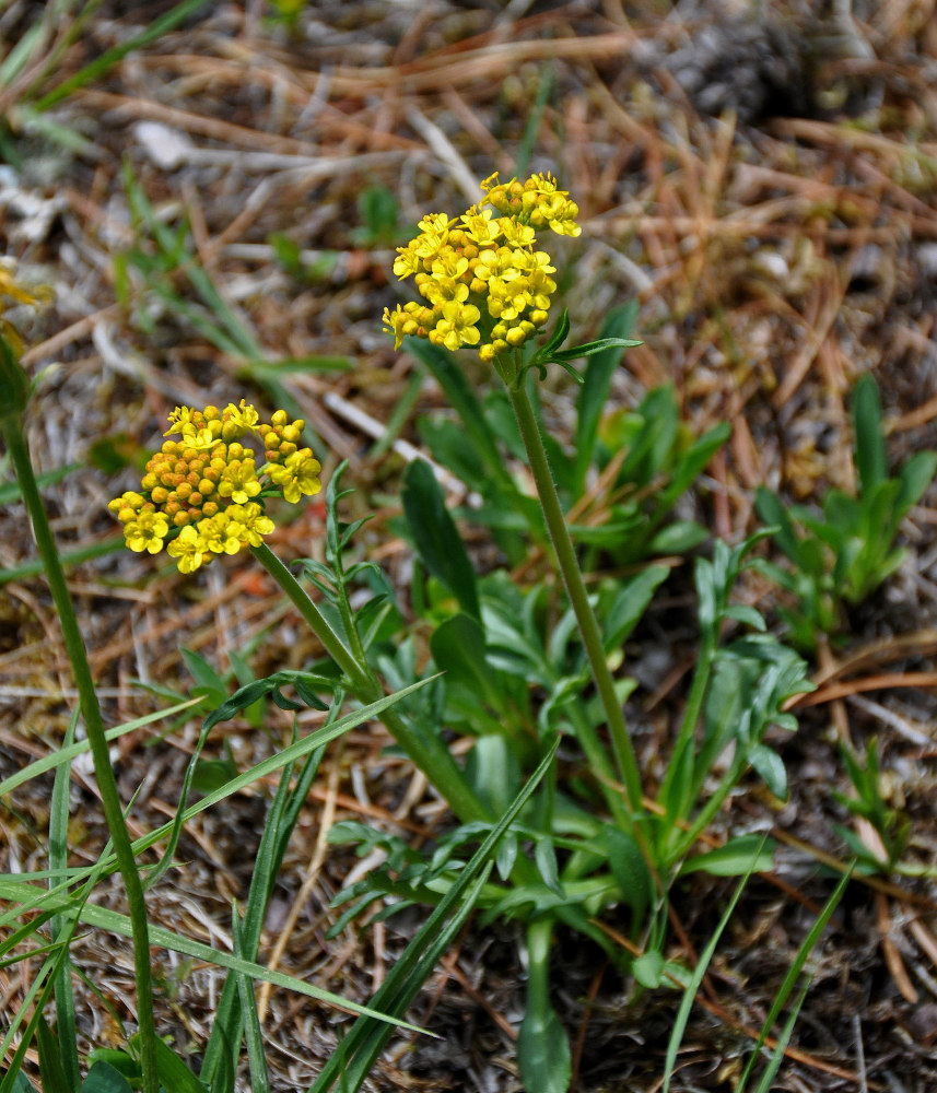 Image of Patrinia sibirica specimen.