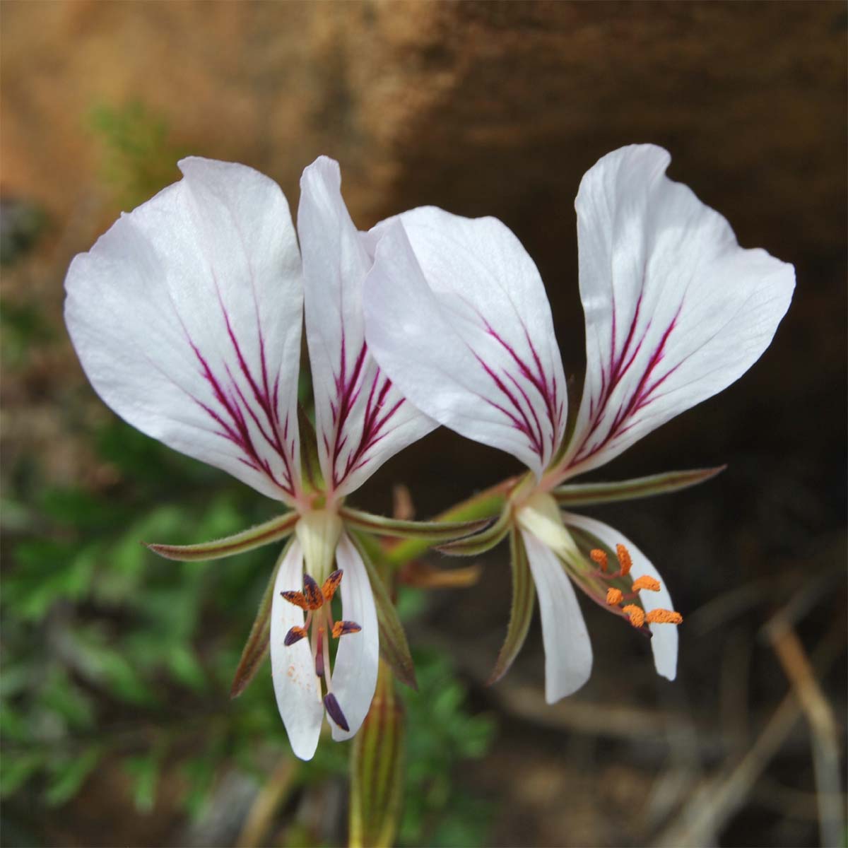 Image of Pelargonium myrrhifolium specimen.