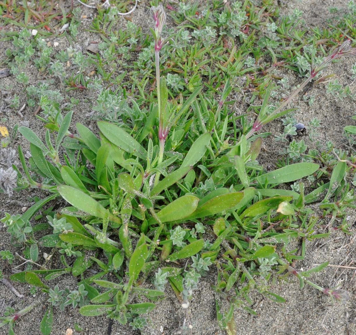 Изображение особи Silene colorata.