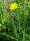 Ranunculus lingua