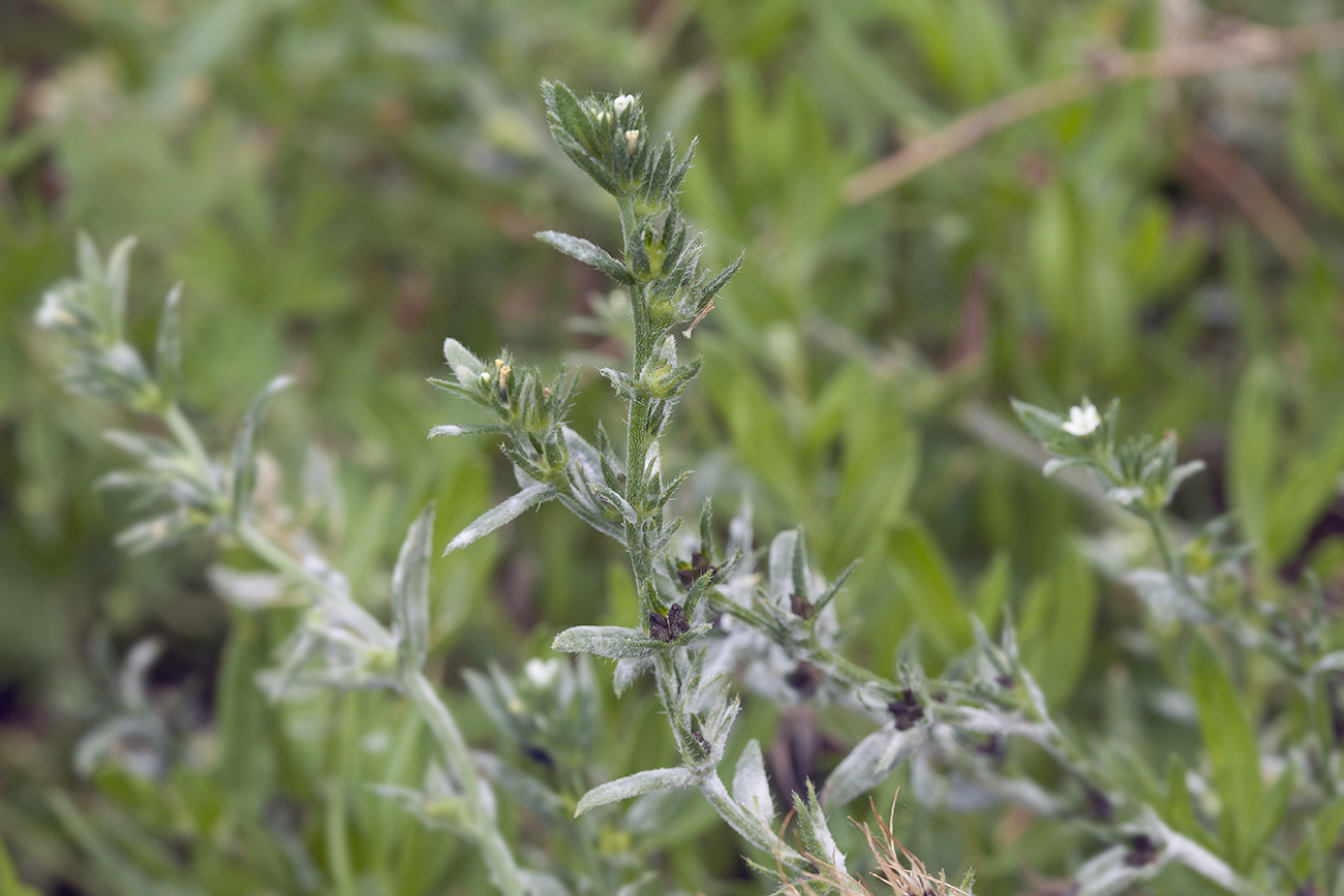 Image of Buglossoides arvensis specimen.