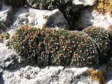 genus Schistidium