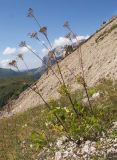 Chaerophyllum aureum. Плодоносящее растение. Адыгея, Кавказский биосферный заповедник, южный скалистый склон горы Оштен, исток р. Мутный Тепляк, субальпийский пояс, ≈ 2100 м н.у.м., среди камней. 30.08.2015.