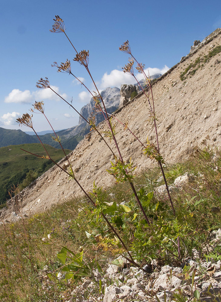 Image of Chaerophyllum aureum specimen.