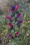 Echium creticum