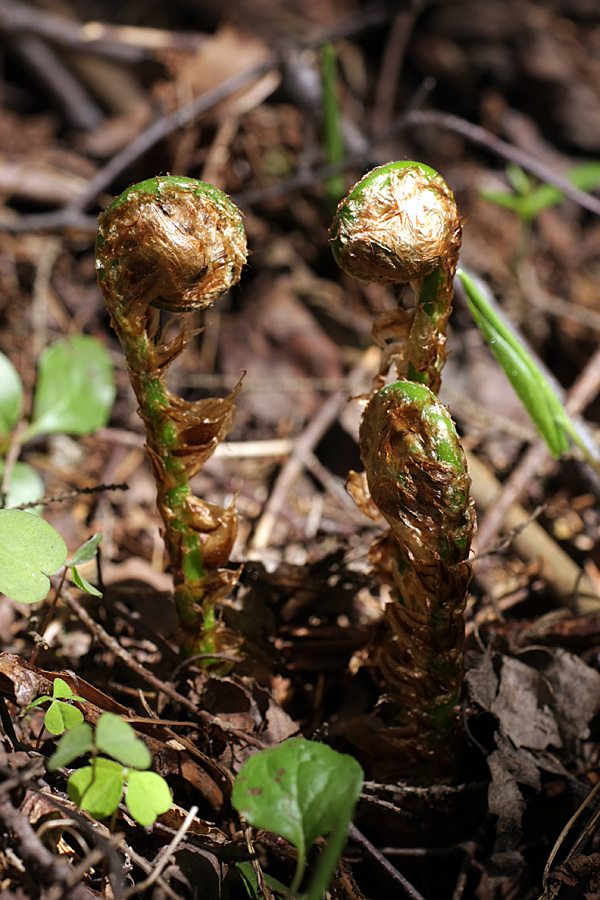 Image of Dryopteris expansa specimen.