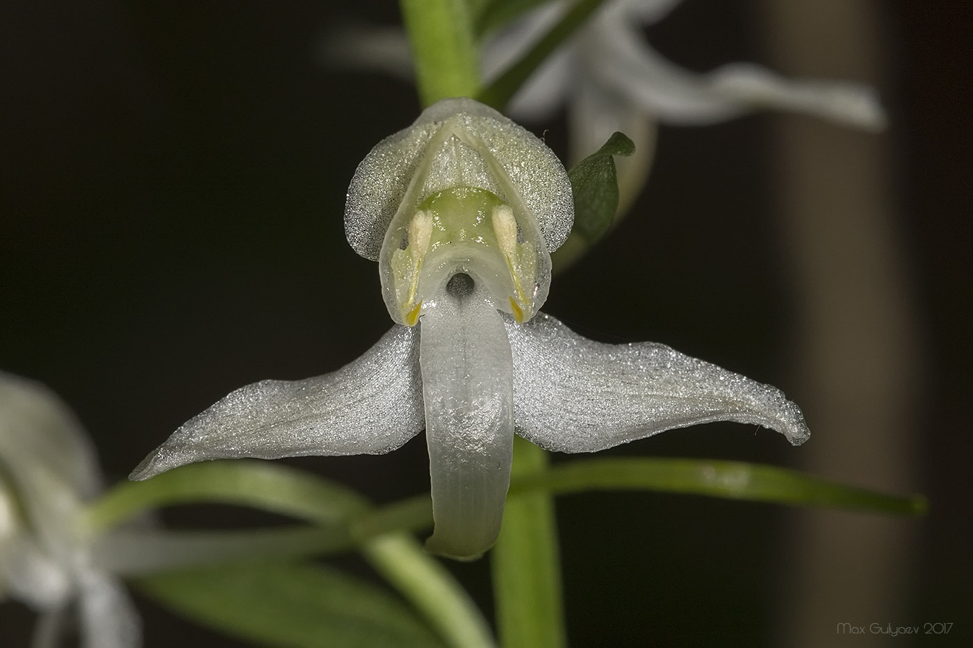 Изображение особи Platanthera chlorantha.