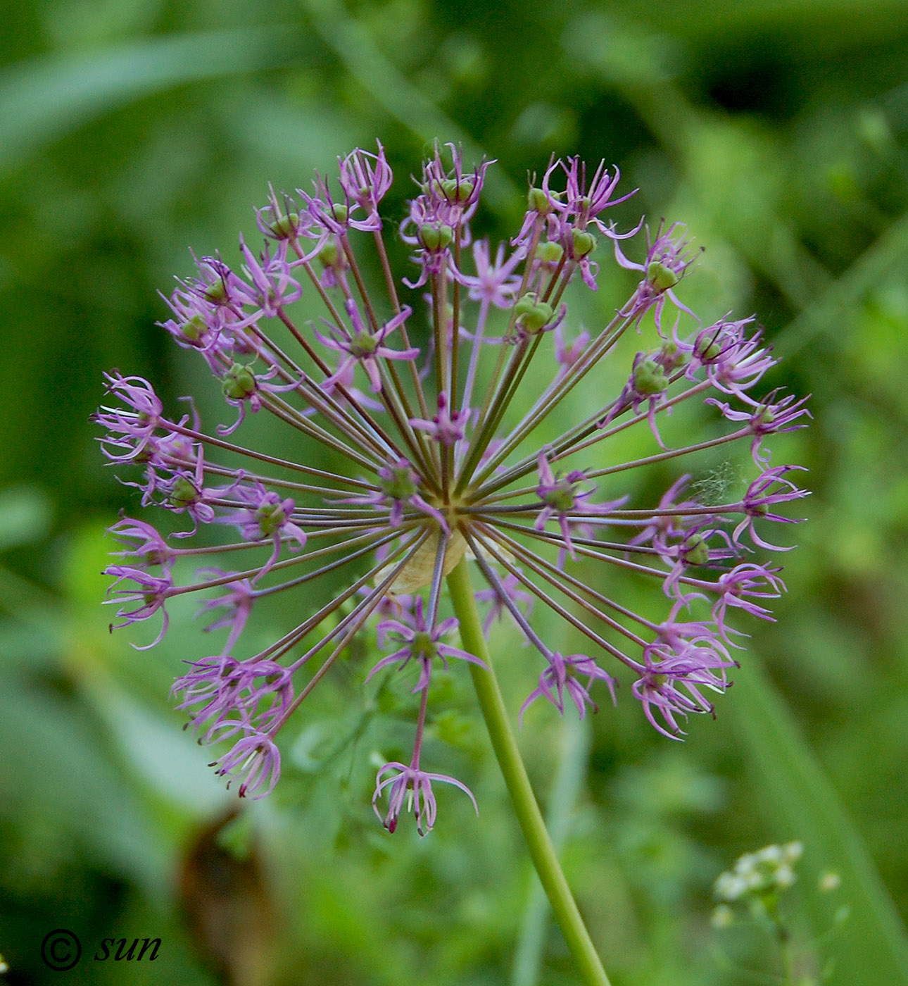 Image of Allium rosenorum specimen.