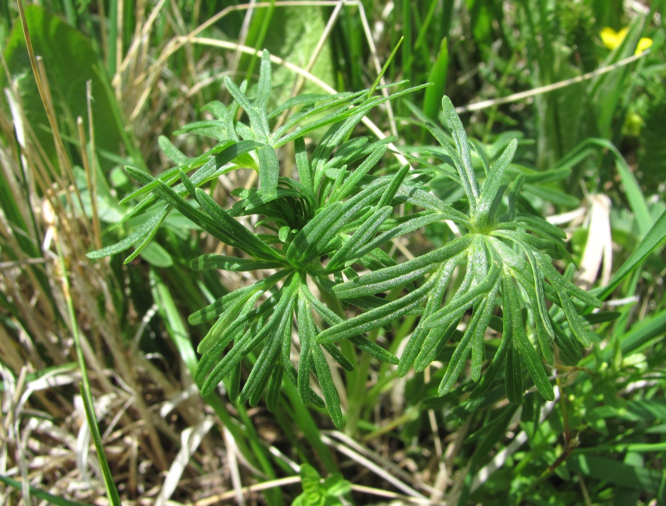 Изображение особи семейство Ranunculaceae.