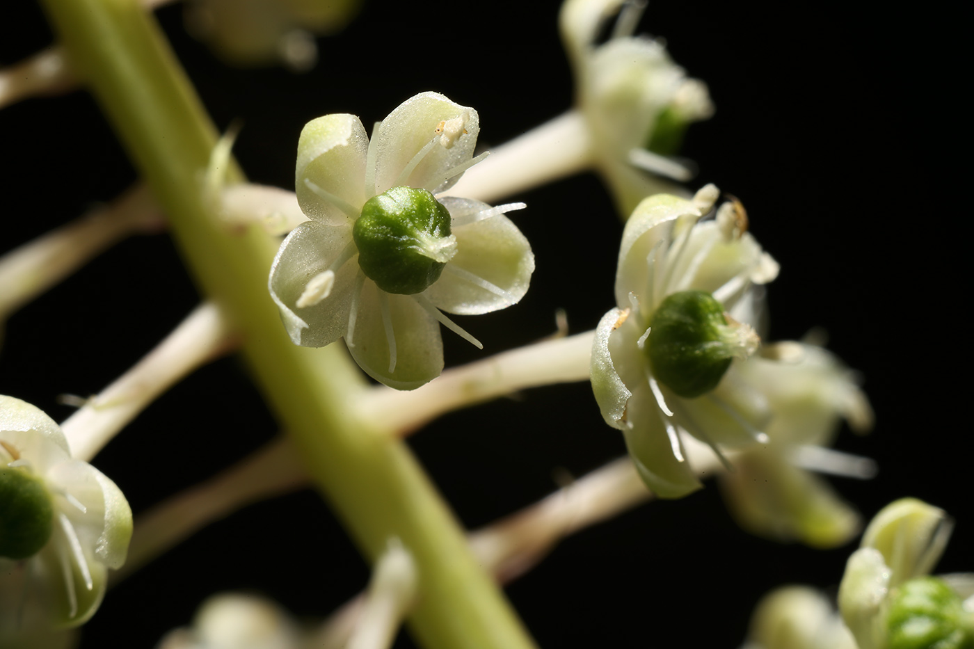 Изображение особи Phytolacca americana.