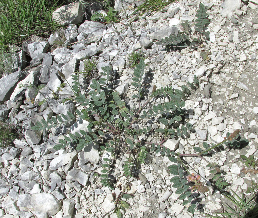 Image of Onobrychis bobrovii specimen.