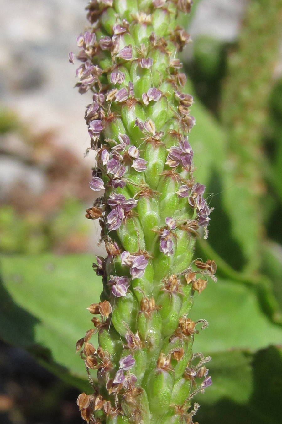 Изображение особи Plantago uliginosa.