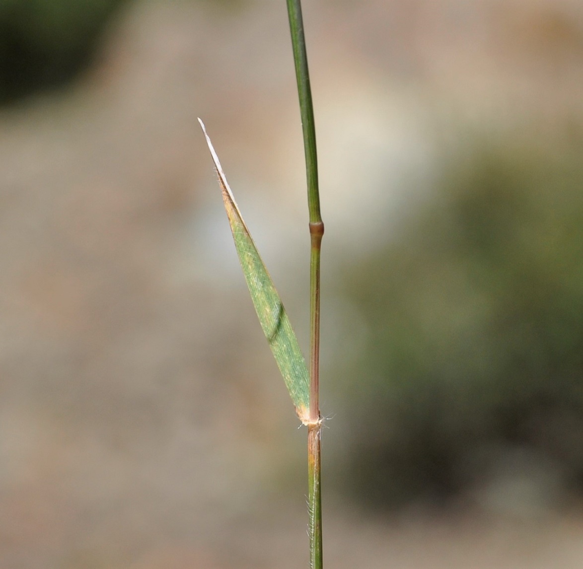 Изображение особи Aegilops comosa.