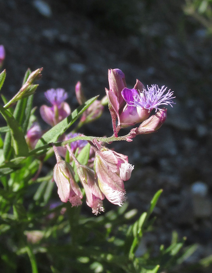 Image of Polygala sibirica specimen.