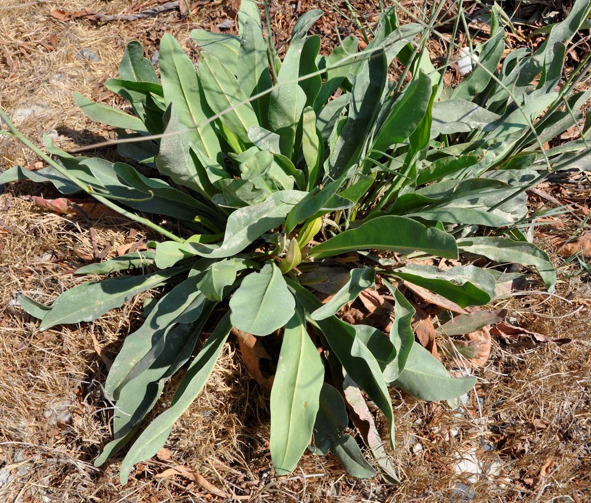 Image of Limonium scoparium specimen.