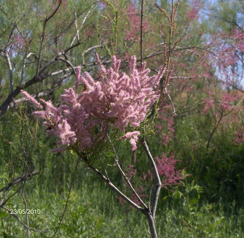 Image of Tamarix ramosissima specimen.