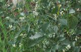 genus Solanum. Цветущее и плодоносящее растение. Черногория, Старый Бар, руины древней крепости. 14 августа 2019 г.