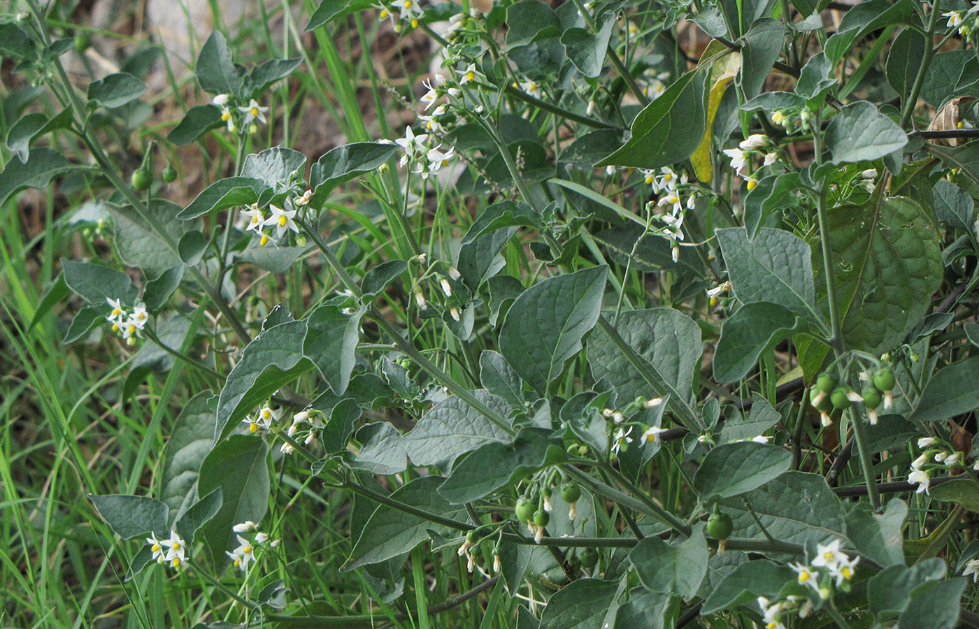 Image of genus Solanum specimen.