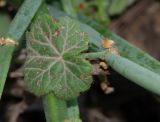 Pelargonium tetragonum