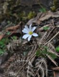 Anemone caucasica. Цветущее растение. Турция, ил Артвин, окр. монастыря Парехи, край луга рядом с небольшой Picea orientalis. 25.04.2019.
