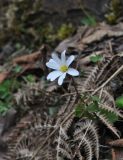 Anemone caucasica