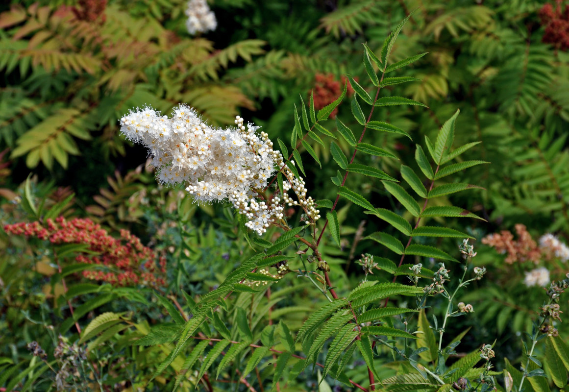 Image of Sorbaria sorbifolia specimen.