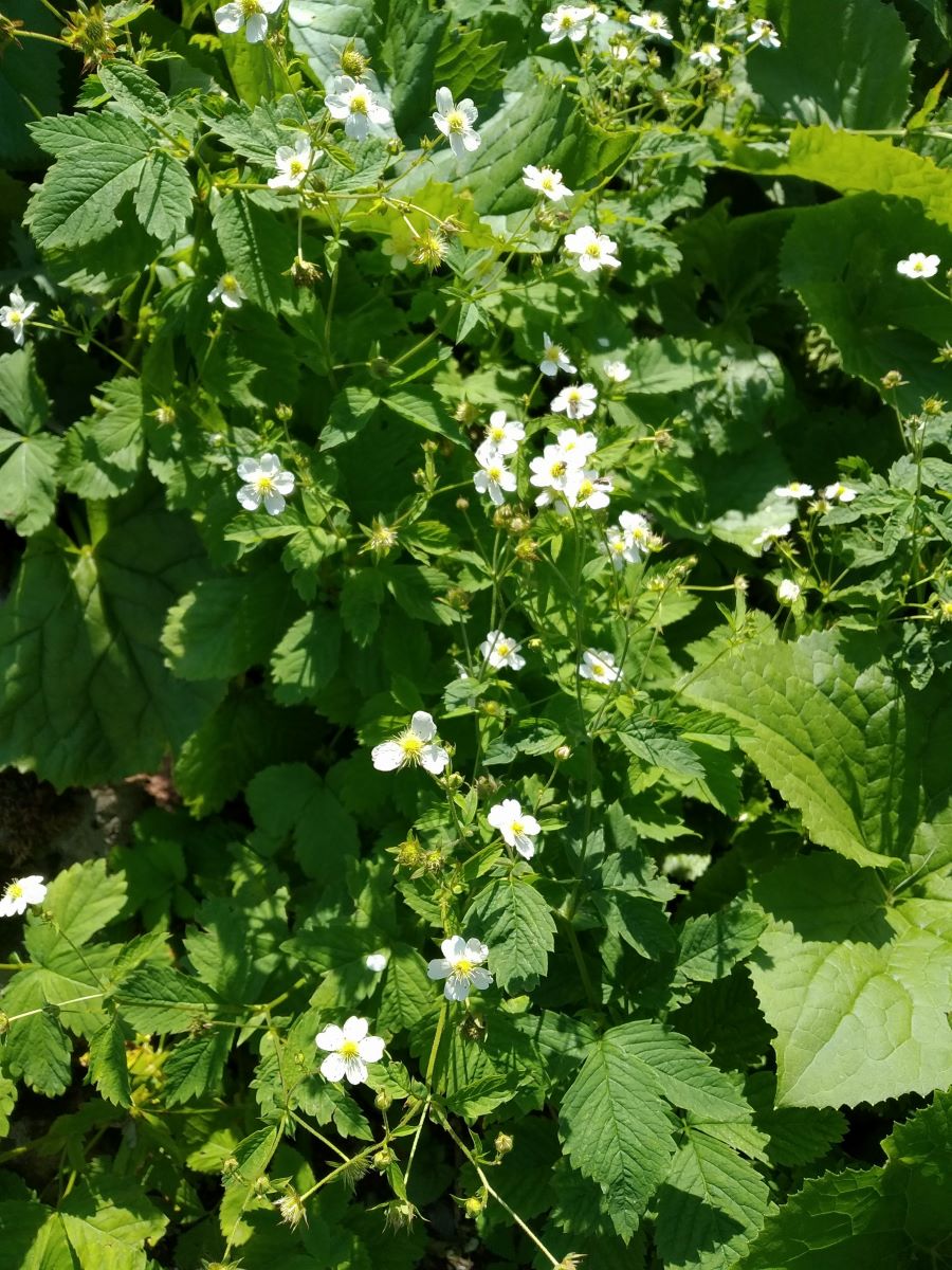 Изображение особи Potentilla elatior.