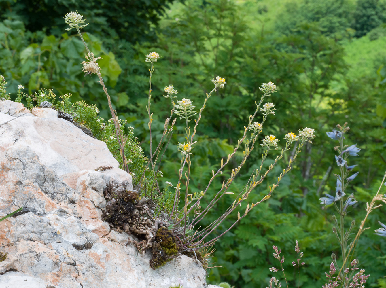 Image of genus Alyssum specimen.