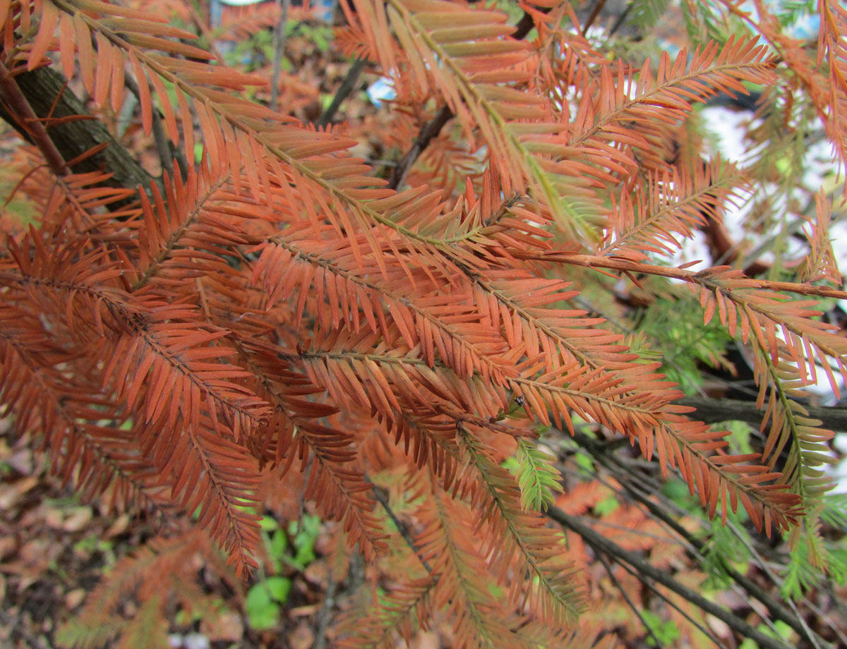 Изображение особи Taxodium distichum.