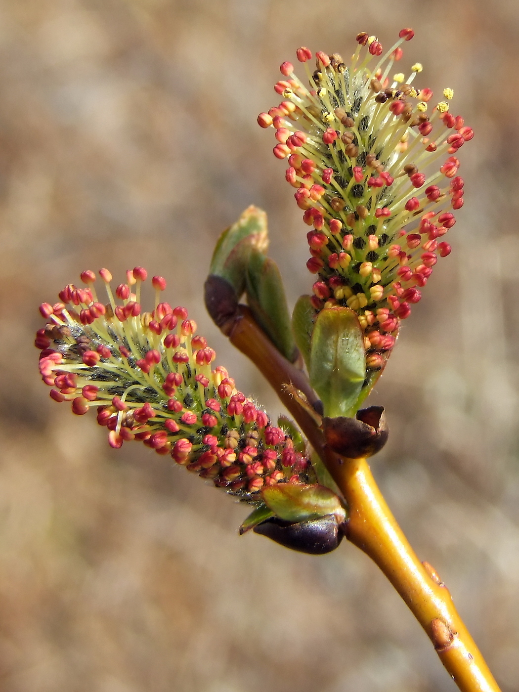 Image of Salix fuscescens specimen.