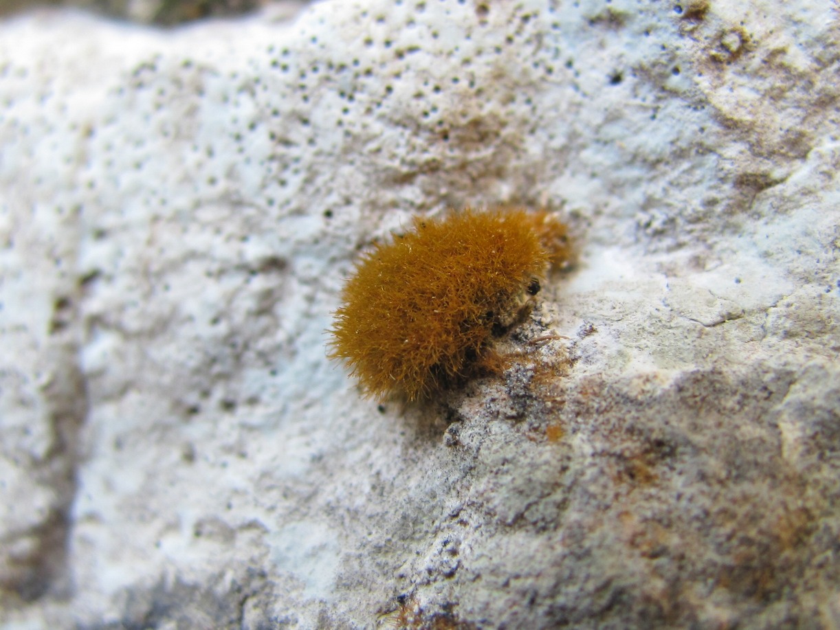 Image of class Bryopsida specimen.