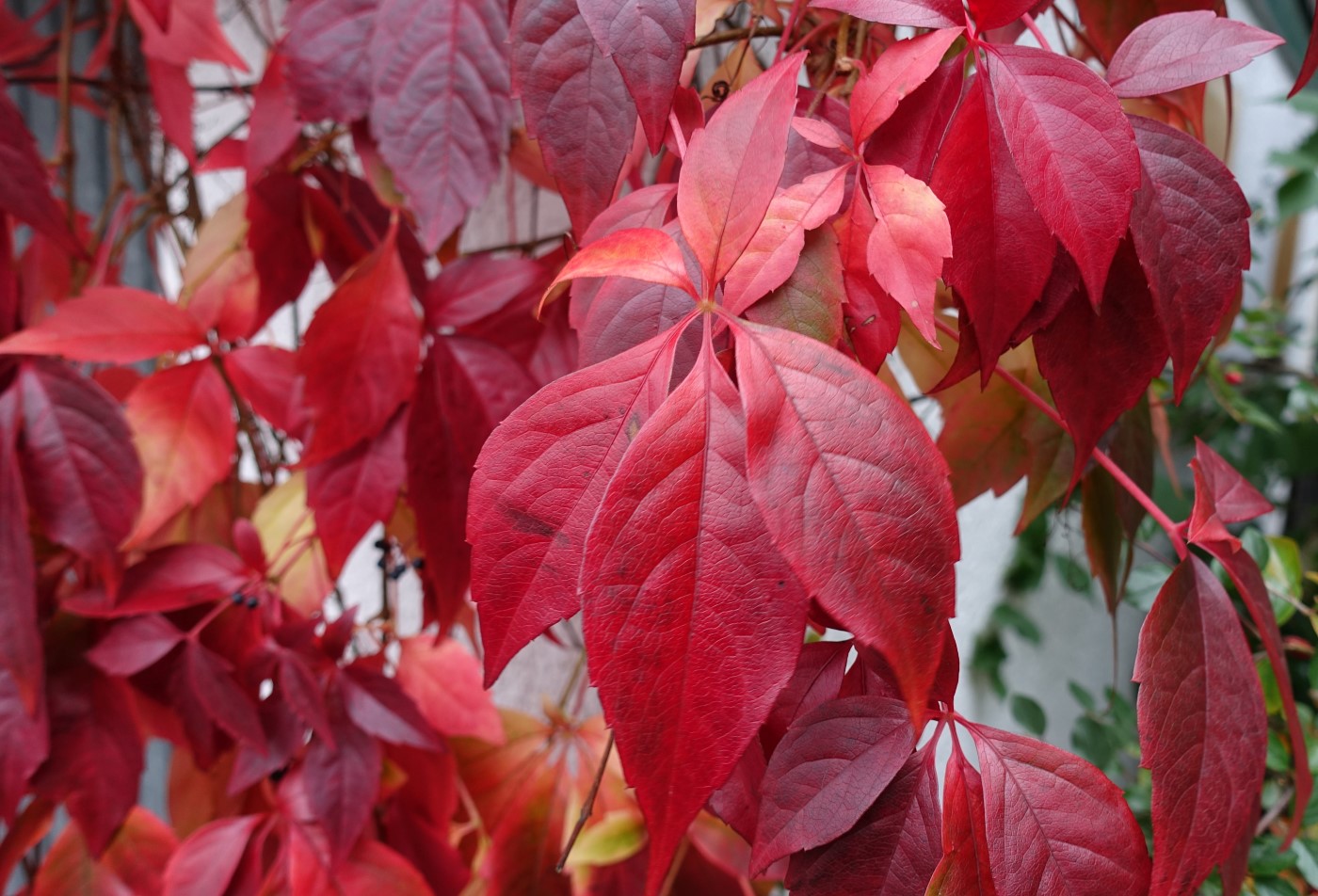 Изображение особи Parthenocissus quinquefolia.