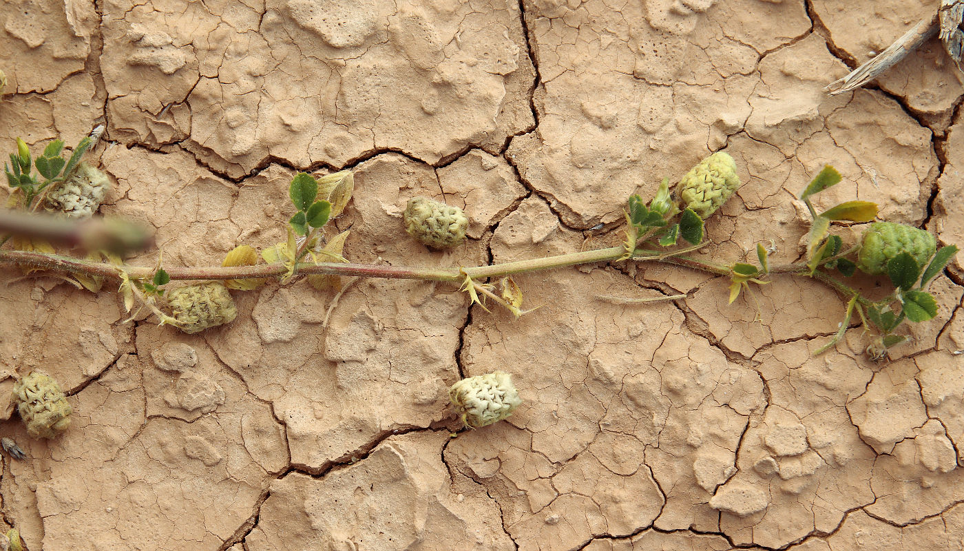 Image of Medicago turbinata specimen.