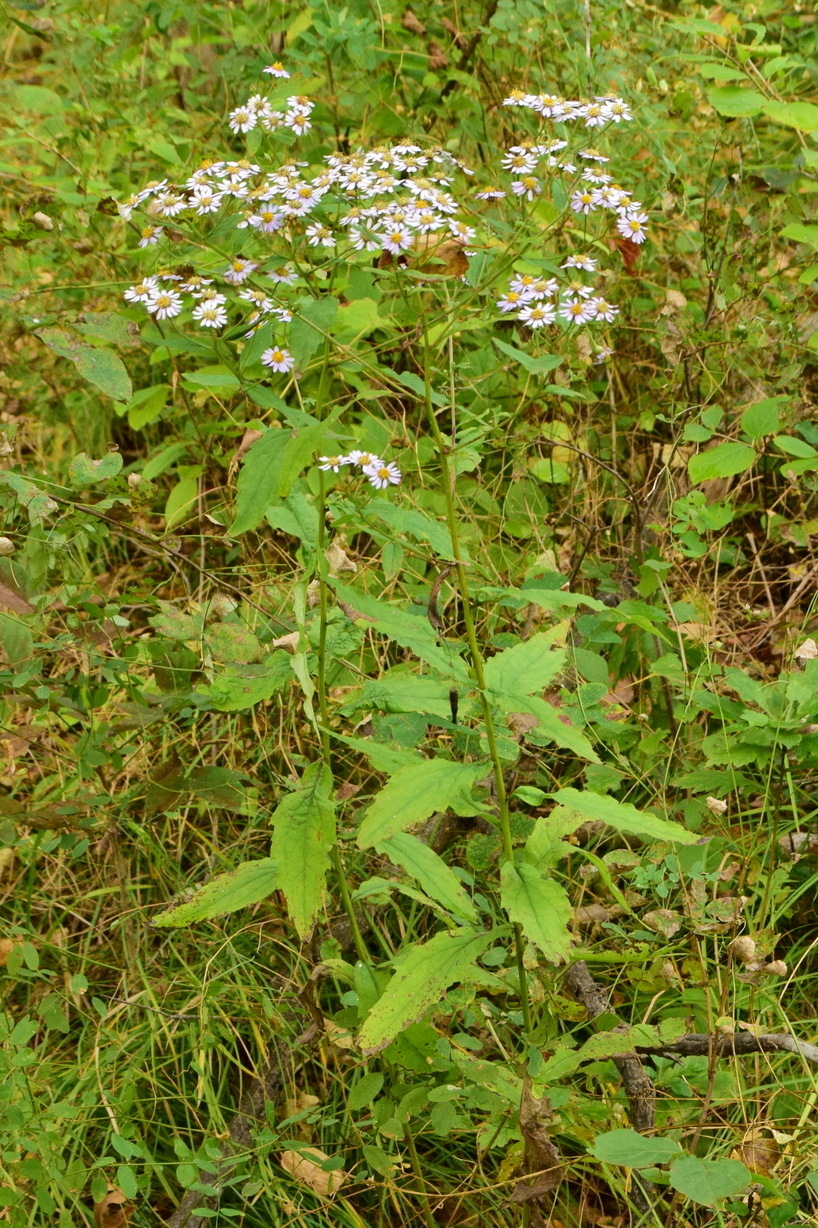 Image of Aster ageratoides specimen.