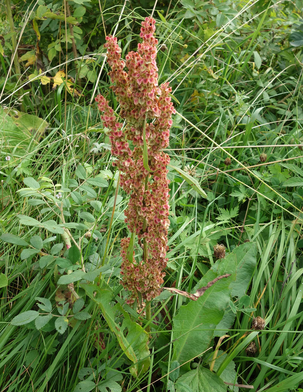 Image of genus Rumex specimen.