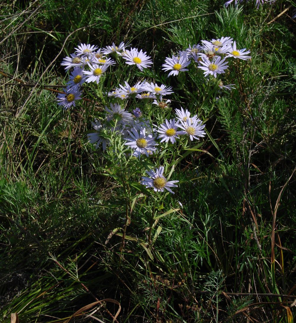 Image of Heteropappus biennis specimen.