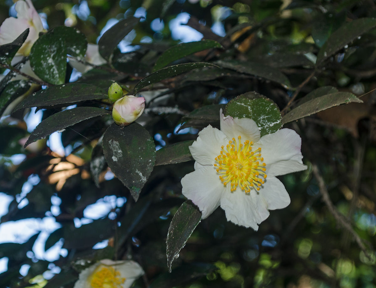Image of genus Camellia specimen.