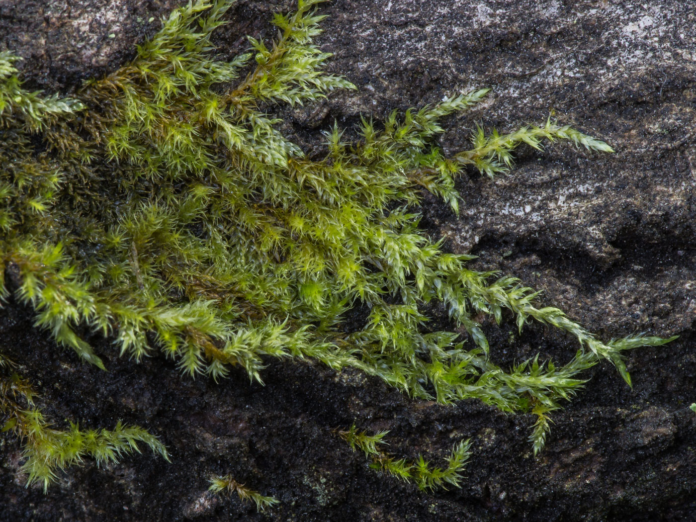 Image of Pylaisia polyantha specimen.