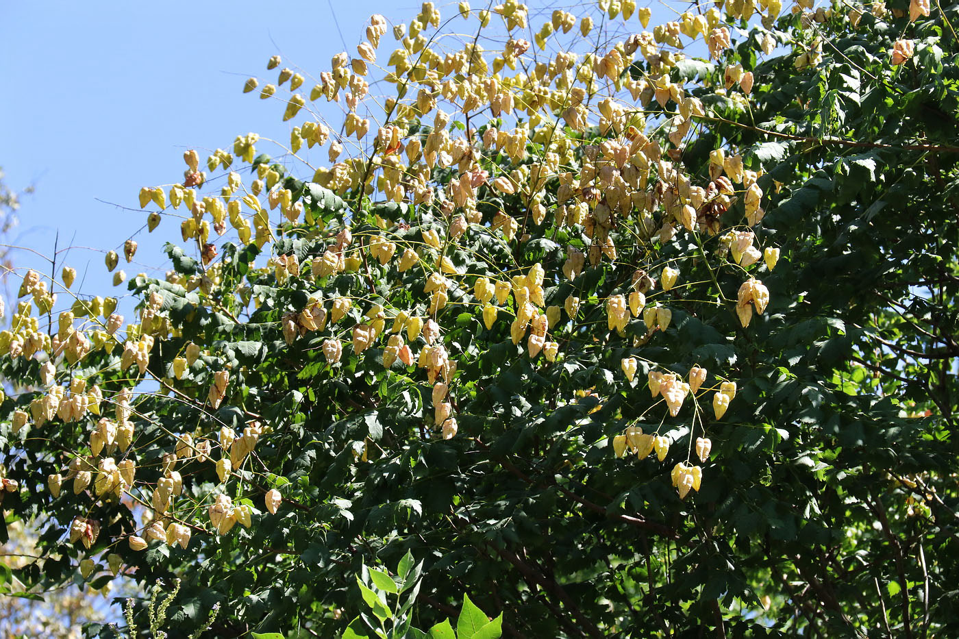 Image of Koelreuteria paniculata specimen.