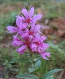 Lythrum salicaria