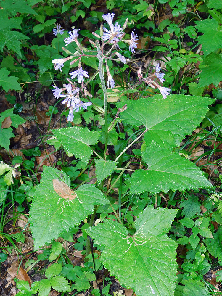 Image of Cicerbita petiolata specimen.