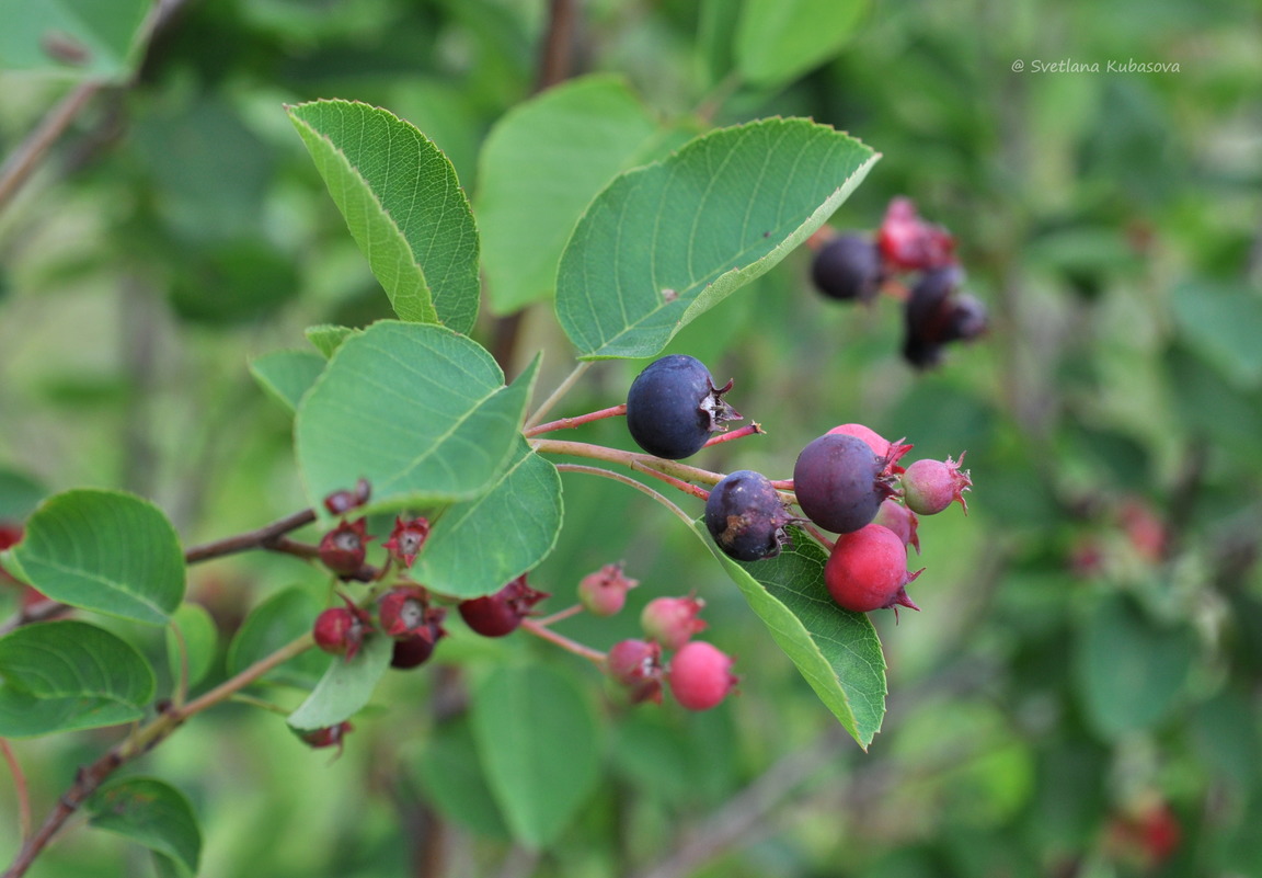 Изображение особи Amelanchier spicata.